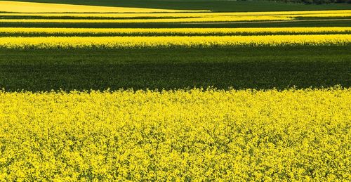 Full frame shot of yellow flowers in field