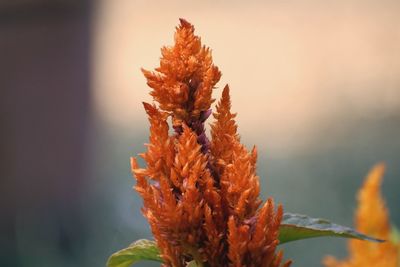 Close-up of orange flowering plant during autumn