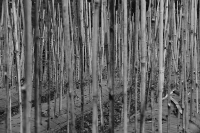 Full frame shot of bamboo plants in forest