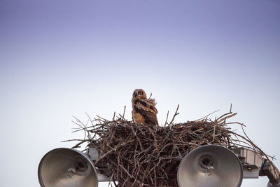 Great horned owlet bubo virginianus perches in its nest on top of a light post in everglades city