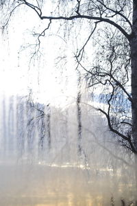 Bare trees in forest during winter