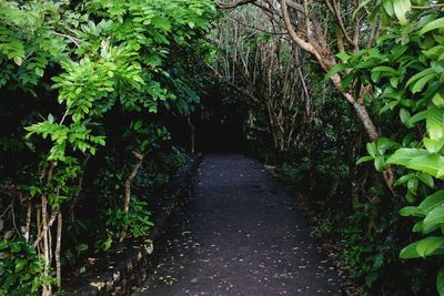 Plants along trees