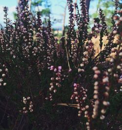 Close-up of purple flowers