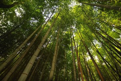 Low angle view of bamboo trees in forest