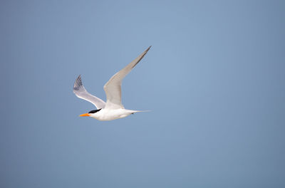 Lesser tern sternula antillarum flies across a blue sky at clam pass beach in naples, florida flying