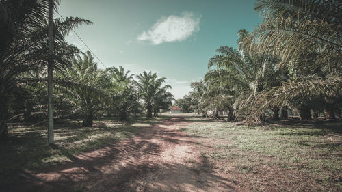 Palm trees on landscape against sky