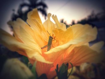 Close-up of insect on yellow flower