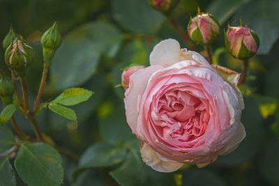 Close-up of pink rose