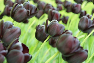 Full frame shot of deep purple tulips