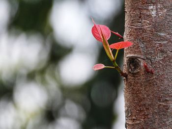 Close-up of red flowering plant against tree trunk