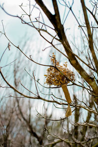 Low angle view of flowering plant against trees