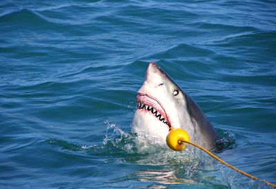 Great white shark breaching out of the water, teeth revealed