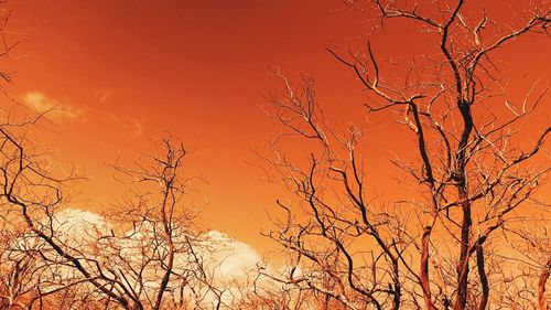 Low angle view of bare trees against sky at sunset