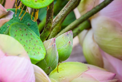 Close-up of pink flowering plant