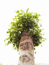 Low angle view of tree against clear sky