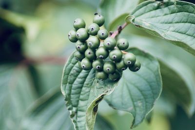 Close-up of berries growing on tree