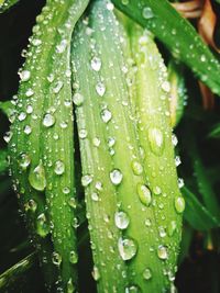 Close-up of wet plant