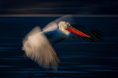 Close-up of pelican