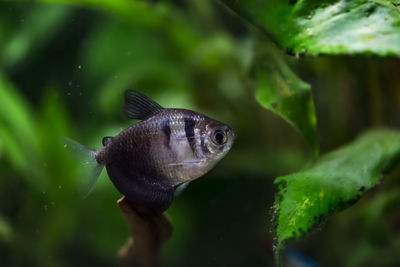 Close-up of fish swimming in aquarium