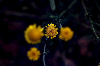 Close-up of yellow flowering plant