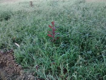 High angle view of plants on field