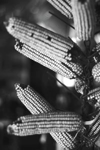 Close-up of fresh plant