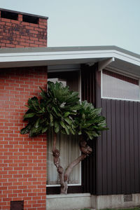 Potted plant against house