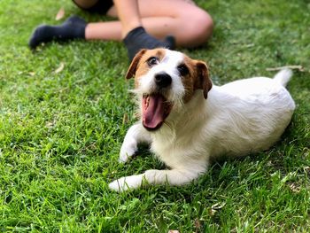 View of dog on field, jack russell terrier