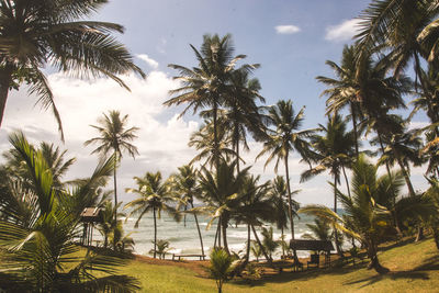 Palm trees on beach against sky