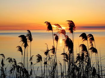 Silhouette plants against sky during sunset