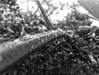 Close-up of leaves against blurred background