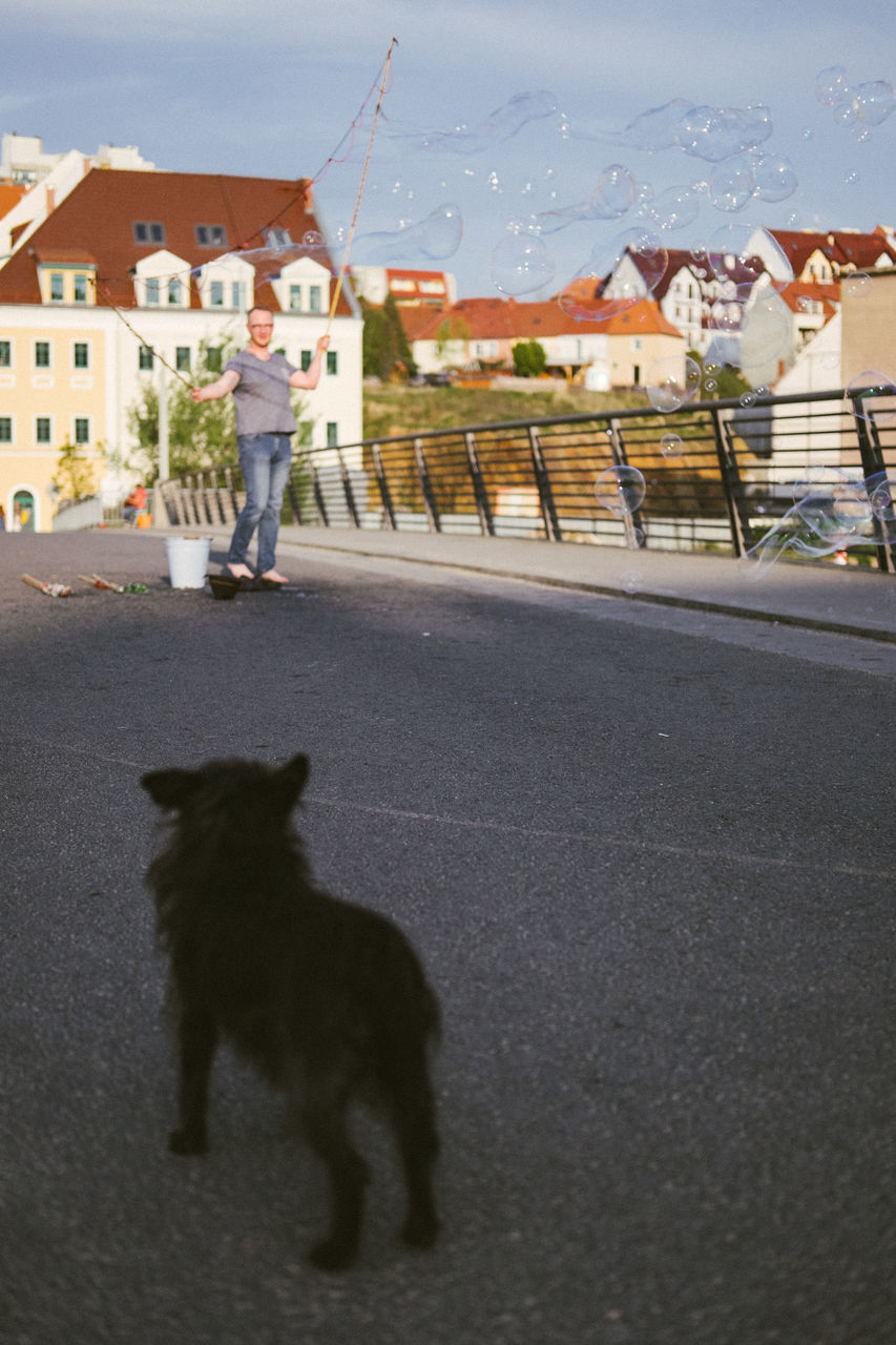 VIEW OF A DOG ON ROAD