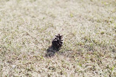 View of lizard on land