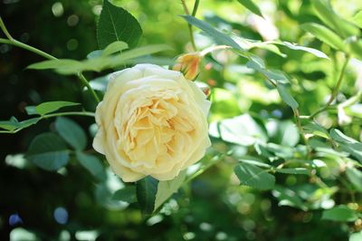 Close-up of white flowering plant