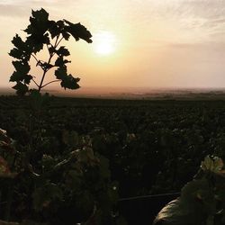 Scenic view of field against sky at sunset