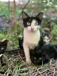 Portrait of black cat on field