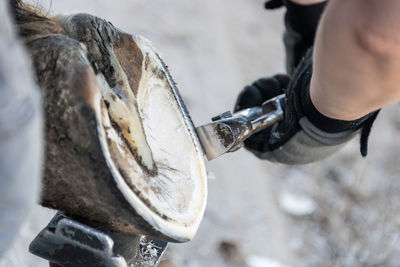 Natural hoof trimming the farrier trims and shapes horse hooves using the knife hoof nippers rasp