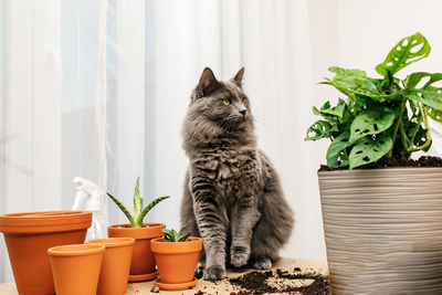 A gray maine coon cat sits next to a monstera house plant. harm of some plants to animals. funny pet