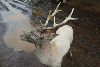 High angle view of deer on field