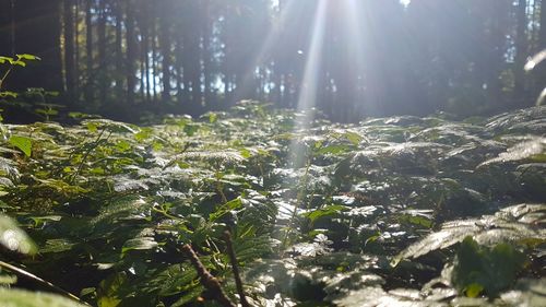 View of trees in forest on sunny day