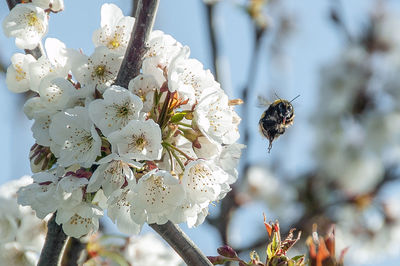 Close-up of bee pollinating on flower