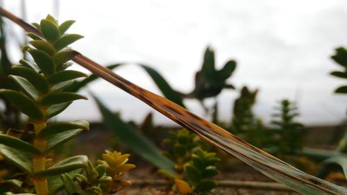 Close-up of fresh green plant against sky