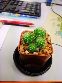 Close-up of potted cacti on desk