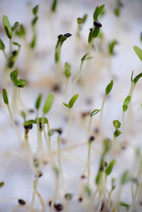 Seedling of spinach. close up of spinach germination.