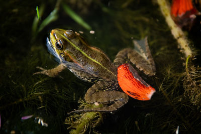 Close-up of fish swimming in water