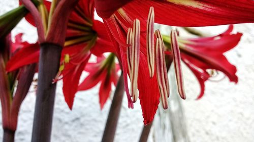 Close-up of red leaves