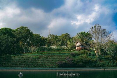 Plants and trees by lake against building