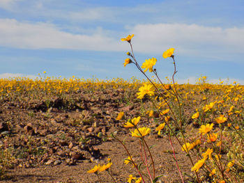 Yellow flowering plants on field against sky