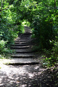 Footpath amidst trees in forest
