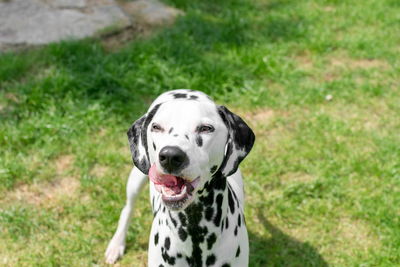 High angle view of dalmatian standing on field